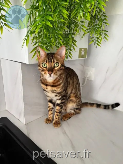 chat reunited 78630 Orgeval Thor