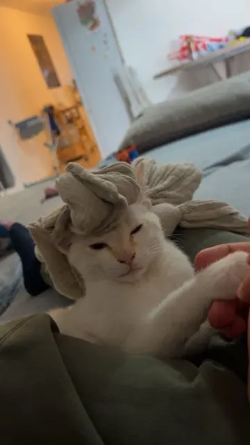 chat reunited   78700 Conflans-Sainte-Honorine Tigrou