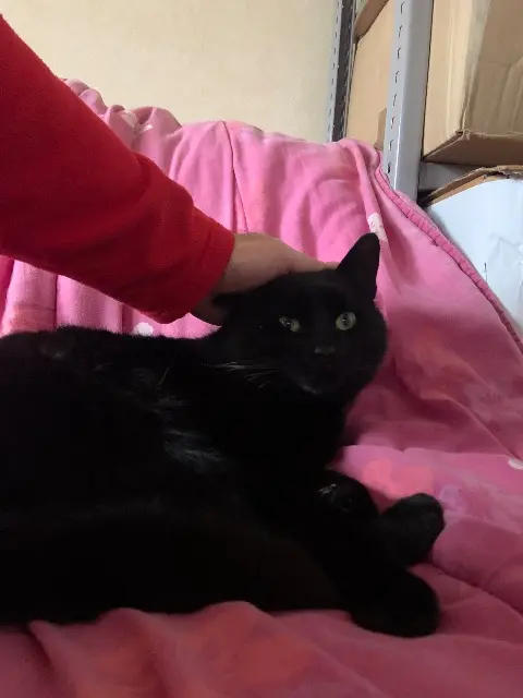 chat reunited   78000 Versailles TiTi