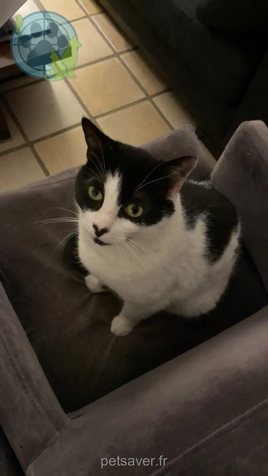 gatto ritrovato 35bis Rue Schnapper 78100 Saint-Germain-en-Laye Titus gatto reunited 35bis Rue Schnapper 78100 Saint-Germain-en-Laye Titus