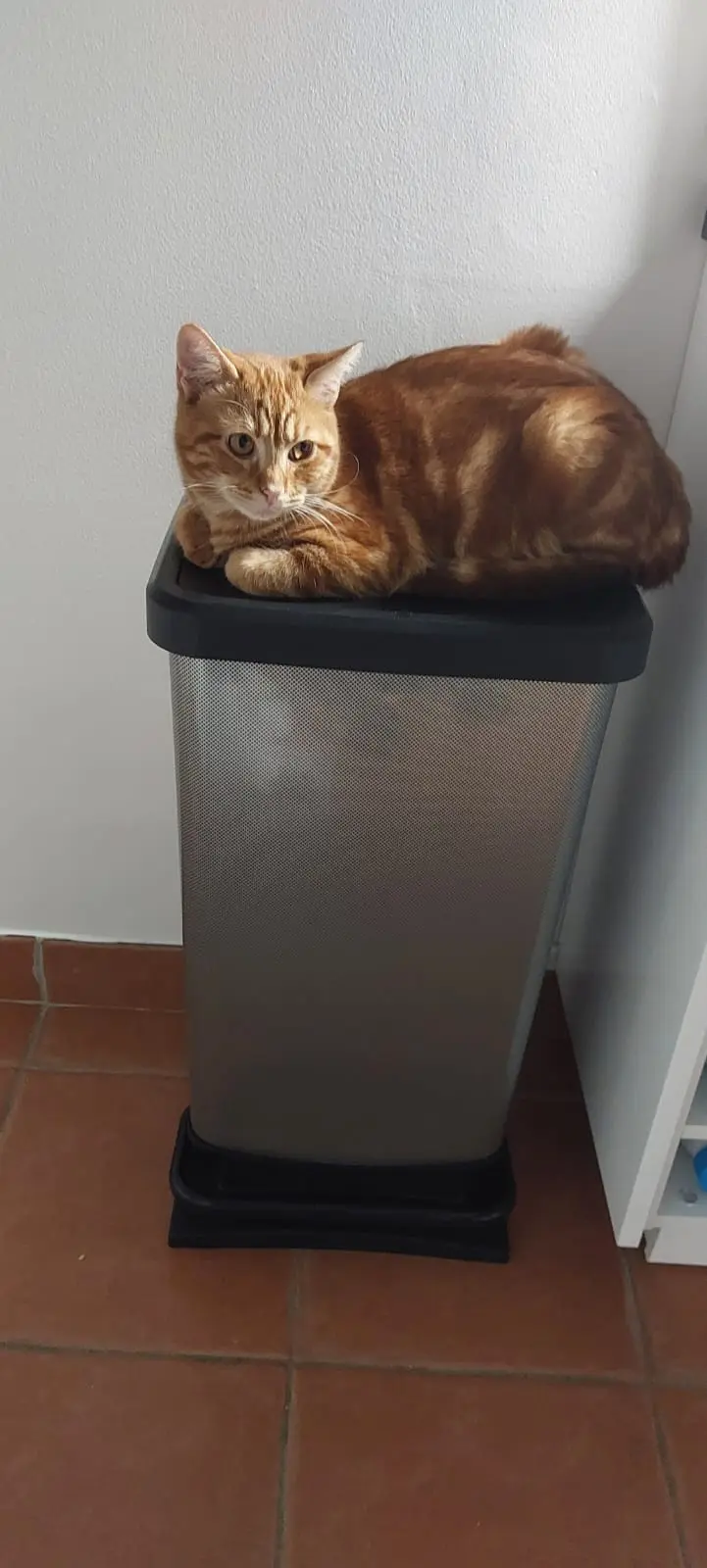 Chat Perdu 78 Yvelines - Twist Chat Perdu 78 Yvelines - Twist