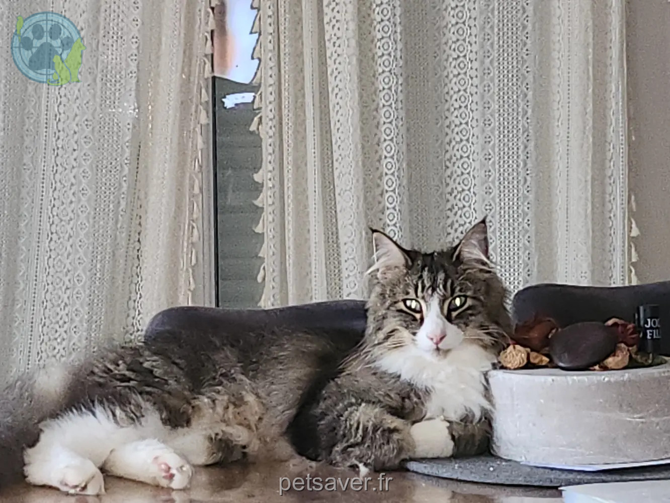 Chat Perdu 78 Yvelines - Typhon Chat Perdu 78 Yvelines - Typhon