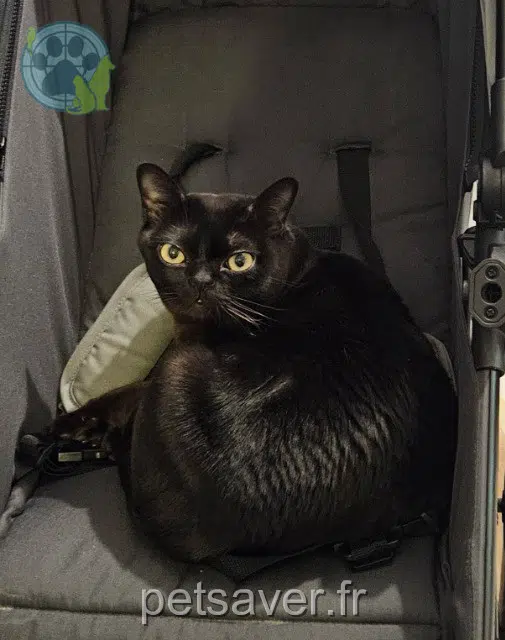 chat reunited   78400 Chatou Ulysse