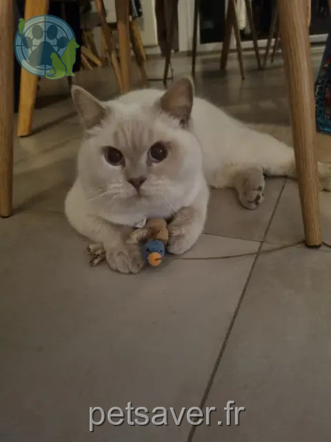 kater reunited 78320 Le Mesnil-Saint-Denis Uno