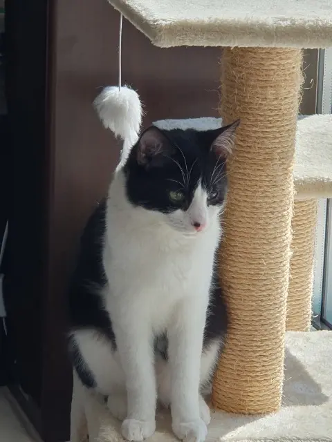 chat reunited   78960 Voisins-le-Bretonneux Vegas