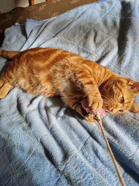 chat reunited   78580 Maule Voltaire