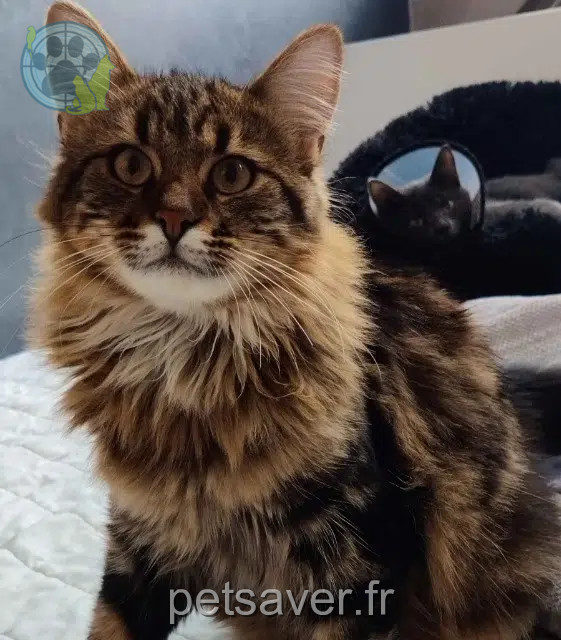 chat reunited 78490 Bazoches-sur-Guyonne Willow