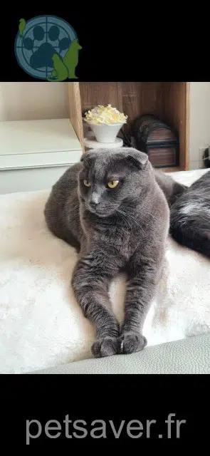 chat reunited   78180 Montigny-le-Bretonneux Woky