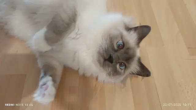 chat reunited   78114 Magny-les-Hameaux Zephyr