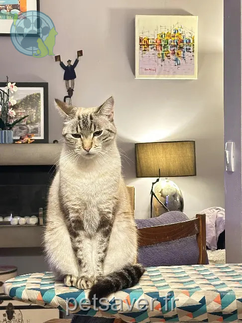 Chat Perdu 78 Yvelines