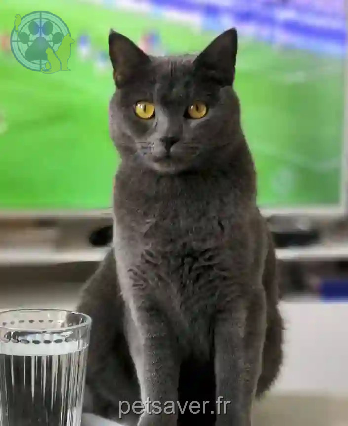 Chat Trouvé 78 Yvelines Chat Trouvé 78 Yvelines