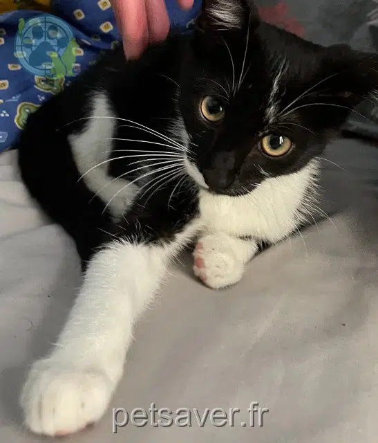 chat reunited 79230 Aiffres Aiko
