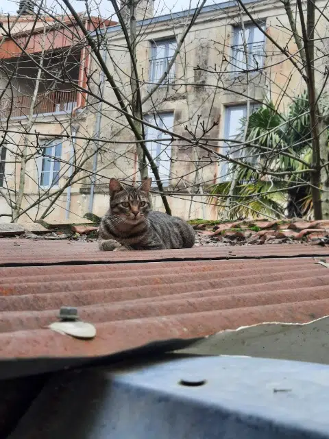 chat reunited   79000 Niort Charlie