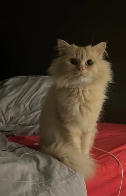 chat reunited   79220 Germond-Rouvre Nova