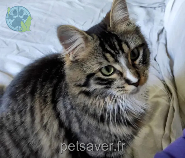 chat reunited   79180 Chauray Goku