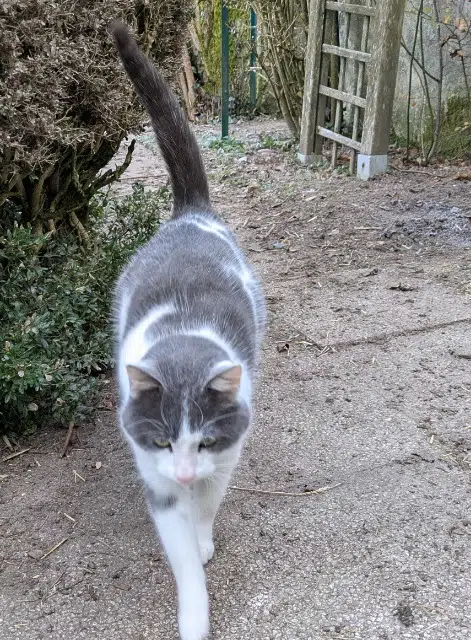 chat reunited   79200 La Chapelle-Bertrand Grisou