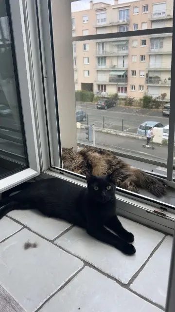 chat reunited   79500 Melle Loki