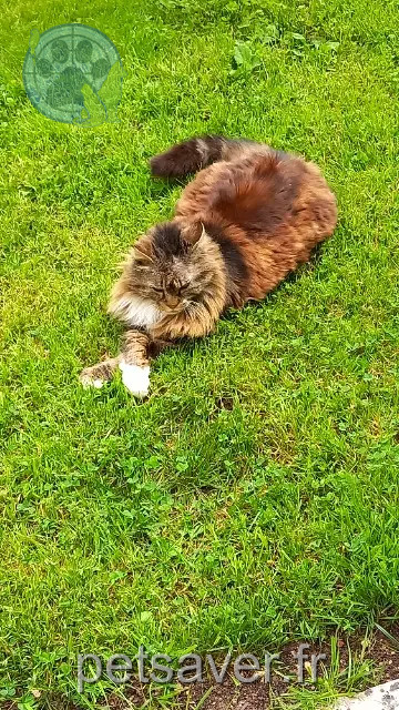 chat reunited   79000 Niort Maincoon