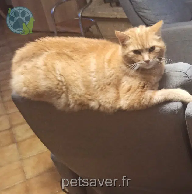 chat reunited 79260 La Crèche Maurice