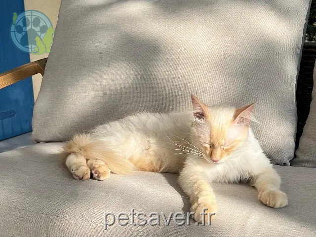 chat reunited 79260 La Crèche Max
