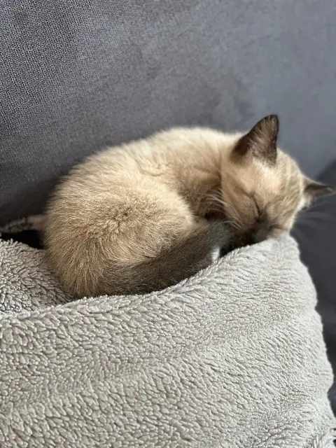 chat reunited   79000 Niort Milo