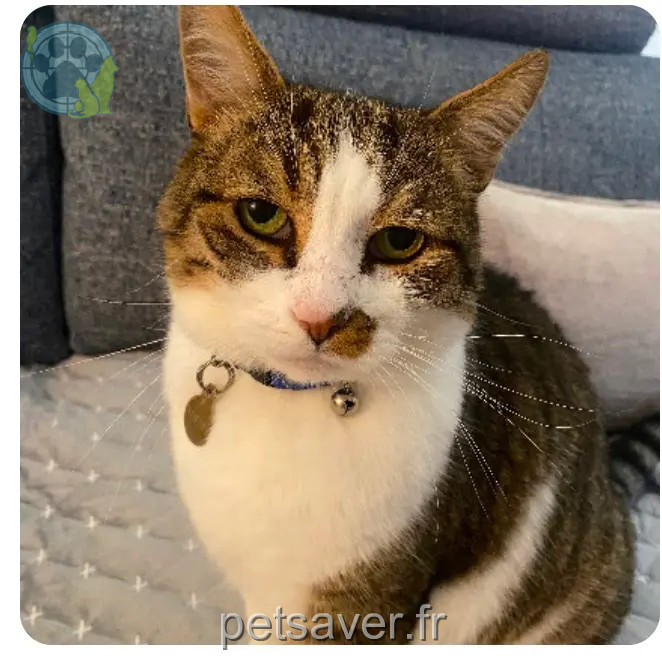 Chat Perdu 79 Deux-Sèvres - Nestor