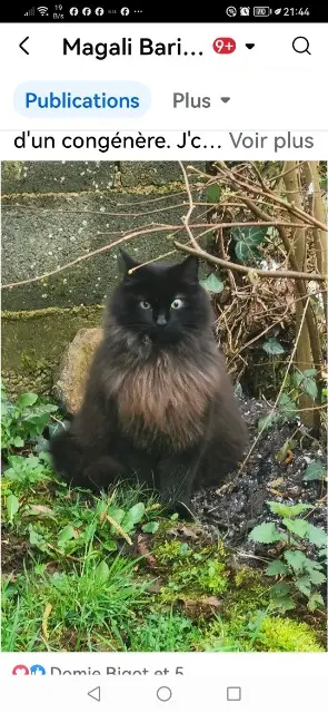 chat reunited   79340 Ménigoute PETIOT