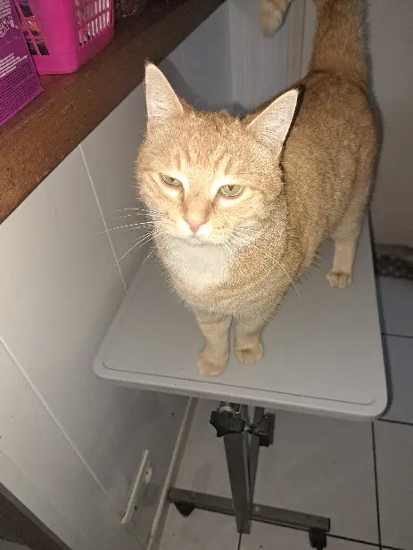 Chat Perdu 79 Deux-Sèvres - Petit-mimi Chat Perdu 79 Deux-Sèvres - Petit-mimi
