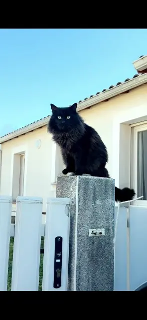 chat reunited   79000 Niort Plouf