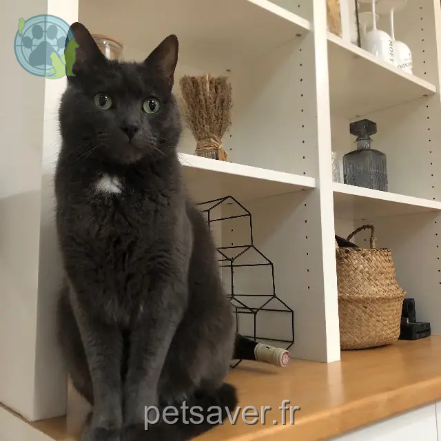chat reunited   79000 Niort Poutchi