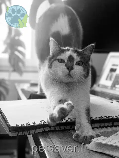 chat reunited   79510 Coulon Terumi