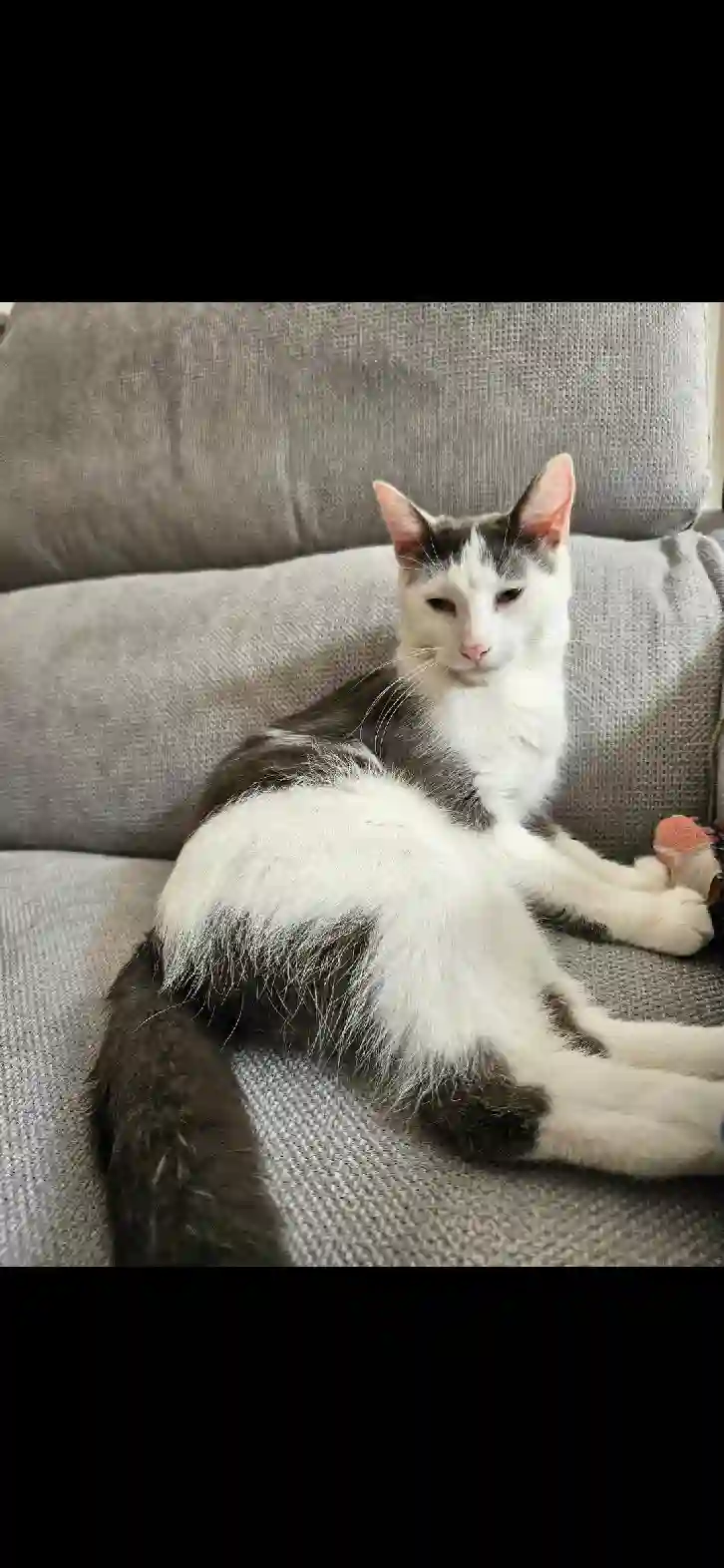 Chat Trouvé 79 Deux-Sèvres - Tyo Chat Trouvé 79 Deux-Sèvres - Tyo