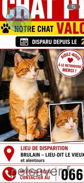 chat reunited 79230 Brûlain Valco