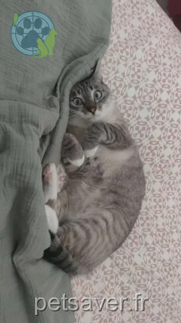 chat reunited   79180 Chauray Willow