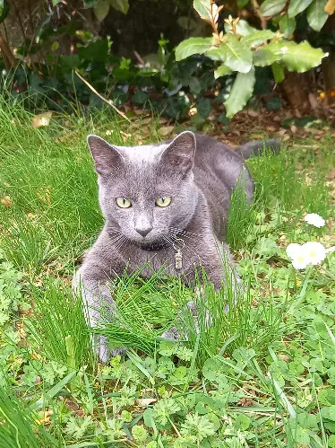 Chat Perdu 79 Deux-Sèvres Chat Perdu 79 Deux-Sèvres