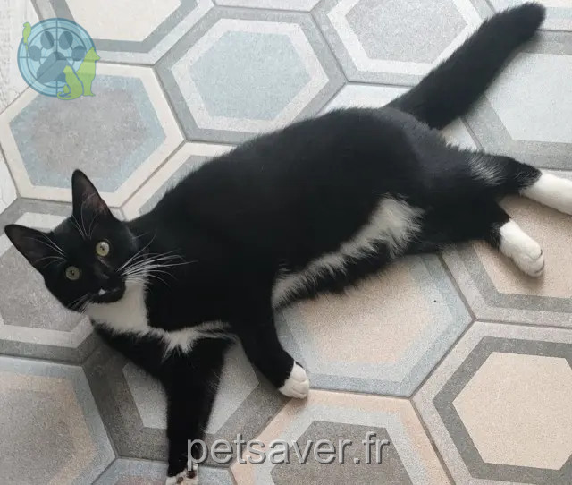 chat reunited Amiens Chaussette