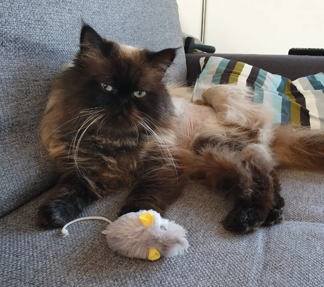 Chat Perdu 80 Somme Amiens - Cookie Chat Perdu 80 Somme Amiens - Cookie