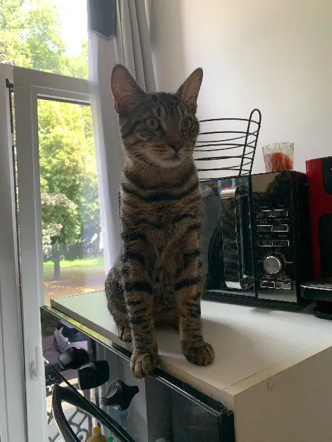 Chat Perdu 80 Somme Amiens Chat Perdu 80 Somme Amiens