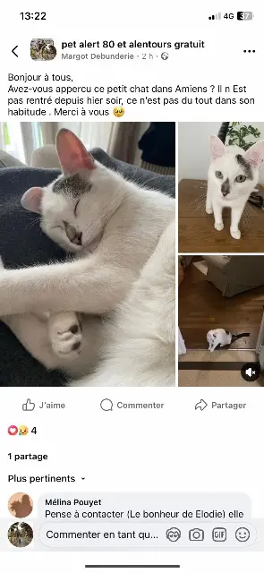 chat reunited    Amiens Harry
