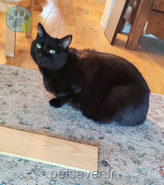 chat reunited 80000 Amiens Olie