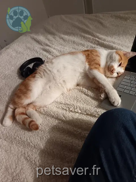 chat reunited    Amiens Popcorn