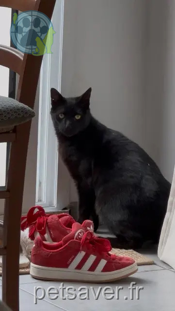 Kater reunited    Amiens Scratch