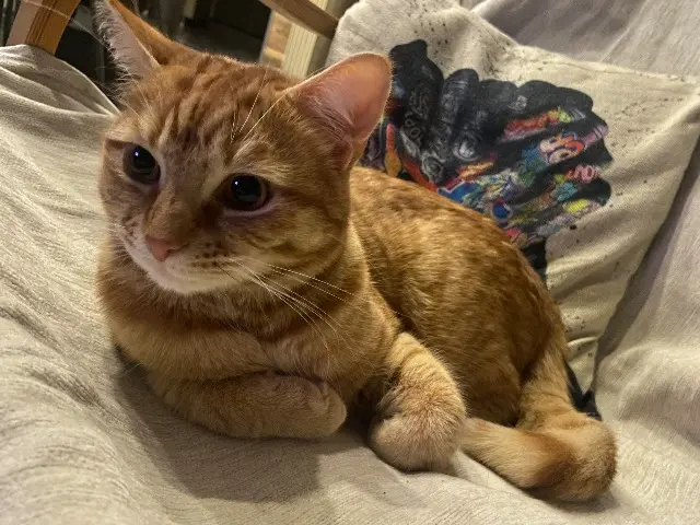 chat reunited    Amiens Suky