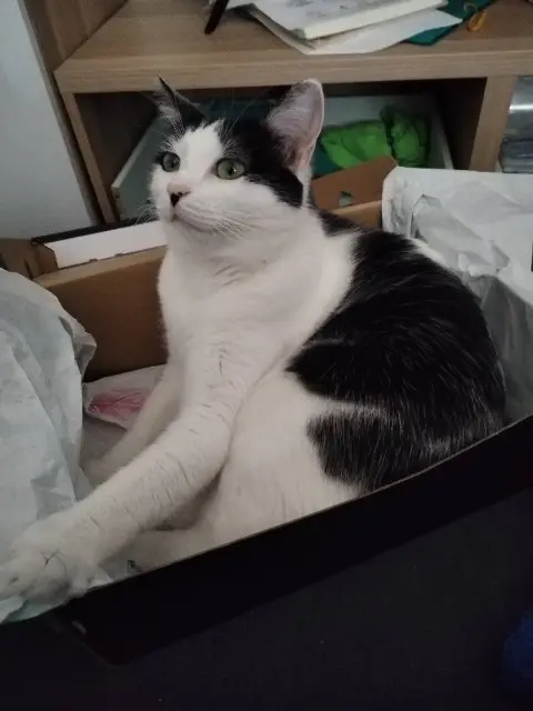 chat reunited    Amiens Yuzu