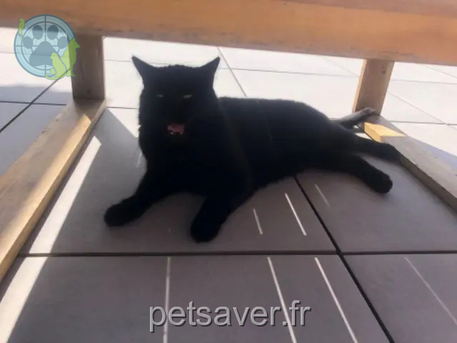 chat reunited 80260 Molliens-au-Bois Beerus