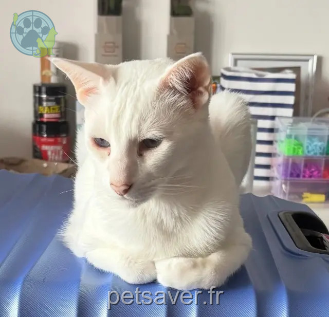 chat reunited 80200 Péronne Kovu