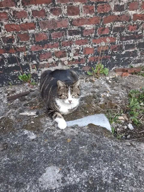 chat reunited   80410 Cayeux-sur-Mer Minet