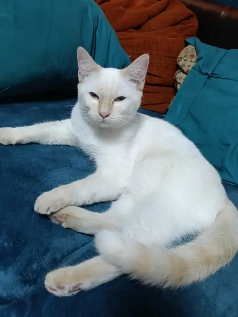 chat reunited   80320 Lihons Moon