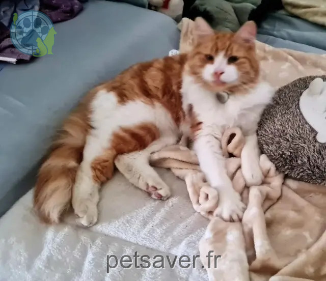 chat reunited 80340 Cappy Pimousse