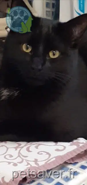 chat reunited 80160 Ô-de-Selle Valou